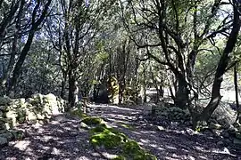 Ruines d'Arca.