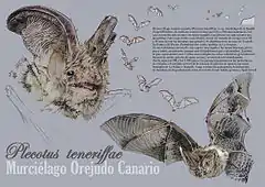 Description de l'image Murciélago Orejudo Canario - Aarón Rodríguez Díaz.jpg.