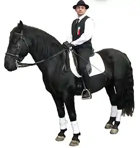 Un cheval Murgese présenté au salon Equitana en 2005.