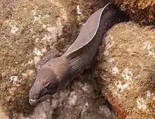 Un poisson longitudinal se glisse sur un fond rocailleux.