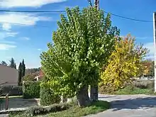 Photographie en couleur d'un arbre à un carrefour.