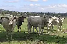 Les bovins alignés de face montrent une robe grise nuancée et une petite mèche de poils à la place des cornes, naturellement absentes sur cette race.