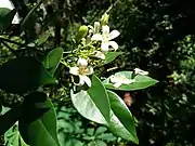 Murraya paniculata