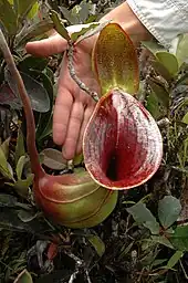 Une plante en forme d'urne de la taille d'une main