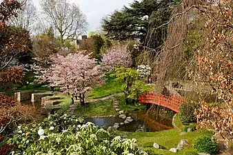 Les cerisiers et magnolias en fleurs.