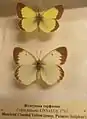 Papillons de la collection de Nabokov