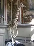 Girafe naturalisée à l'entrée du musée.