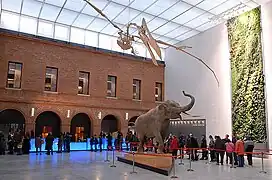 Muséum de Toulouse.