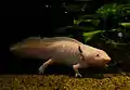 Axolotl (Ambystoma mexicanum)