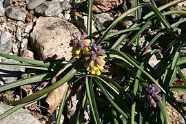 Muscari macrocarpum