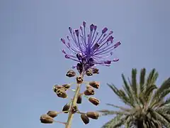 Vue agrandie des fleurs, Djerba, Tunisie