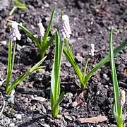 Muscari 'Pink Sunrise'