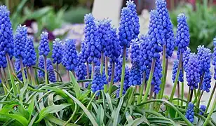 Muscari armeniacum