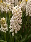 Muscari botryoides ‘album’