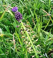 Muscari