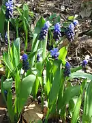 Muscari latifolium