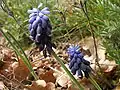 Muscari à grappe