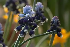 Muscari sivrihisardaghlarensis