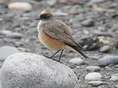 Description de l'image Muscisaxicola capistratus Cinnamon-bellied Ground-Tyrant; Tierra del Fuego, Argentina.jpg.