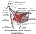 Muscle hyo-glosse (en rouge).