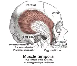 Muscle temporal droit.