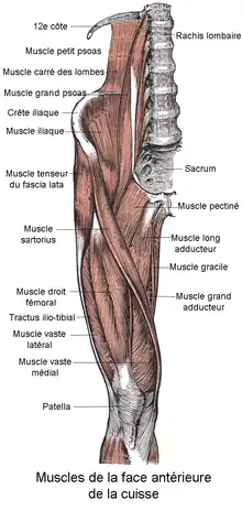 Schéma anatomique des muscles d'une cuisse humaine.