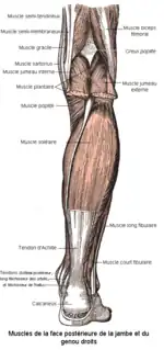 Muscles de la jambe et du genou (postérieur).