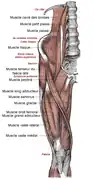 Muscles de la cuisse (antérieur).