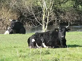 Image illustrative de l’article Shetland (race bovine)