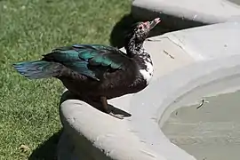 canard musqué dans le jardin.