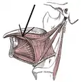 Le muscle longitudinal inférieur de la langue