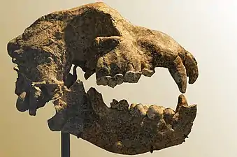 Crâne holotype de Pachycrocuta brevirostris, Sainzelles (Haute-Loire).