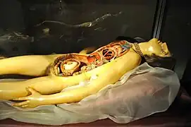 « La Venerina » de Clemente Susini cire anatomique – Museo Palazzo Poggi