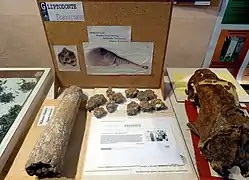Fossiles de Doedicurus au Musée du textile de Parque Industrial Villa Flandria en Argentine