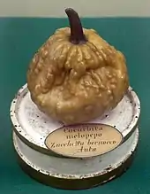 Photographie d'un fruit verruqueux pyriforme de couleur caramel, posé sur un socle blanc, portant une étiquette avec le nom scientifique Curcurbita melopepo et le nom en italien Zucchina bernoccoluta.