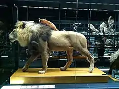 Lion et autres animaux.