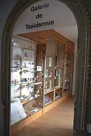 Galerie de taxidermie, Muséum d'Angers