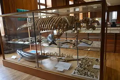 Squelette composite de Metaxytherium medium, Muséum d'Angers