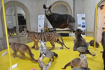 Ronde des mammifères, Muséum d'Angers