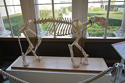 Squelette de tigresse, Panthera tigris, Muséum d'Angers