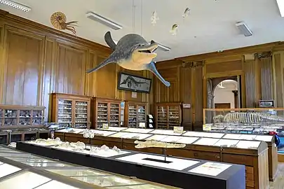 Salle de paléontologie, Muséum d'Angers