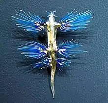 Glaucus atlanticus,Muséum d'histoire naturelle de Genève, Suisse