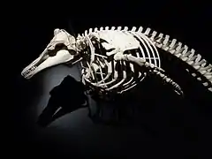 museum d'histoires naturelles Le Havre squelette de dauphin