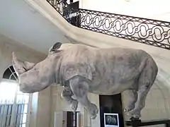 museum d'histoires naturelles Le Havre Rhinocéros