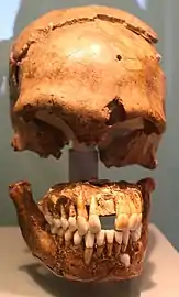 Le Moustier 1. Crâne vu de face, conservé au Musée de Préhistoire et de Protohistoire de Berlin