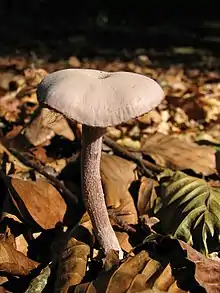 Laccaria amethystina,à l'état sec