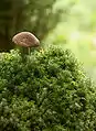 Bolet rude (Leccinum scabrum) sur un bryophyte de l'espèce Polytrichastrum formosum, sur l'île de Säppi, municipalité de Luvia, en Finlande.