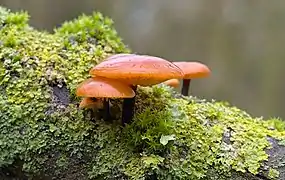 Flammulina velutipes