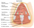 Les muscles du périnée féminin.