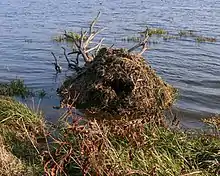 Amas de bous de bois dans l'eau à quelques mètres de la rive